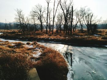 Reflection of bare trees in water
