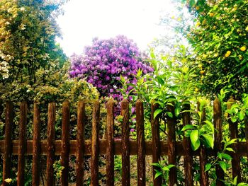 Purple flowering plants by trees