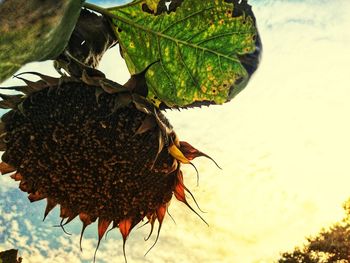High angle view of insect on leaf