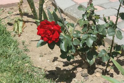 Red flowers growing on plant