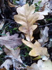 High angle view of dry maple leaves on field