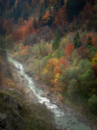 Scenic view of stream in forest during autumn