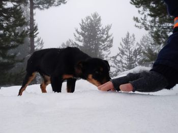 View of dog on snow covered field