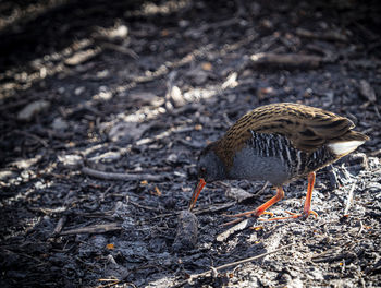 Close-up of bird on field