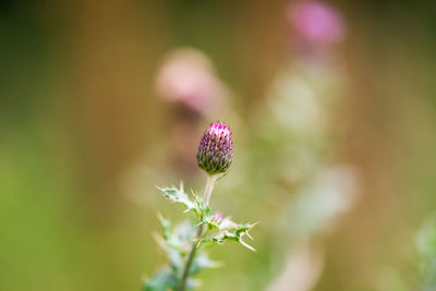 Close-up of pink flower blooming outdoors