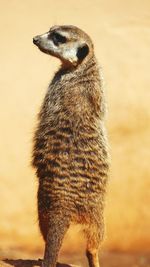 Close-up of bird on sand