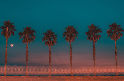 Palm trees on field against blue sky