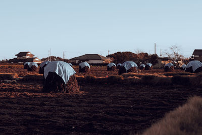 Rear view of people on field against clear sky