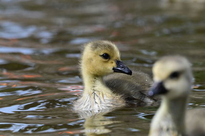 Duck swimming in lake