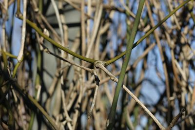 Close-up of bird perching on branch