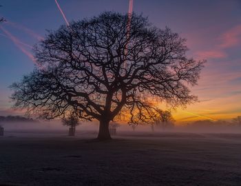 Bare tree on landscape at sunset