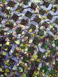 Full frame shot of autumn leaves