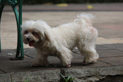 Portrait of white dog on footpath