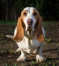 Close-up of basset hound on field