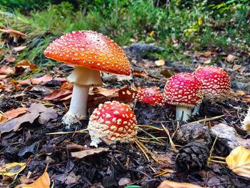 Close-up of fly agaric mushroom