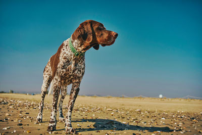 Dog running on beach