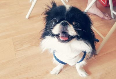 High angle view of dog