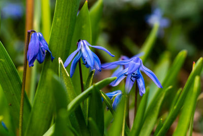 Close-up of purple flowering plants