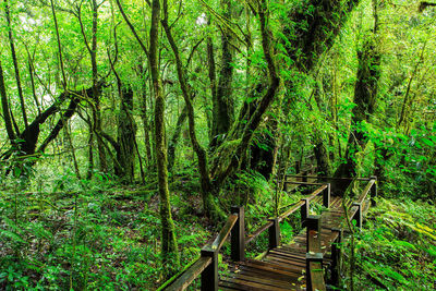 View of footbridge in forest