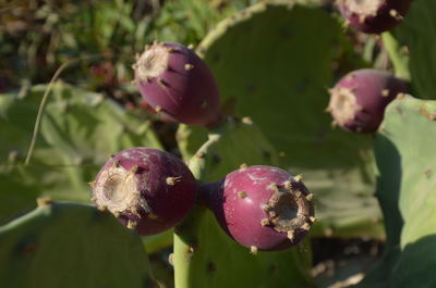 Close-up of fruit growing on plant