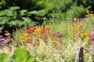 Close-up of flowering plants on field