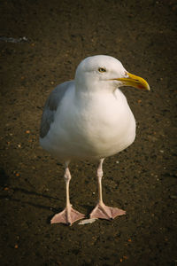 Close-up of seagull perching on ground