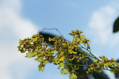 Low angle view of flowering plant against sky