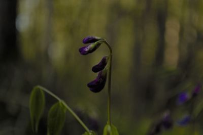 Close-up of purple flowering plant