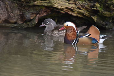 Ducks in a lake