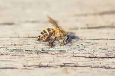 Close-up of bee on wood