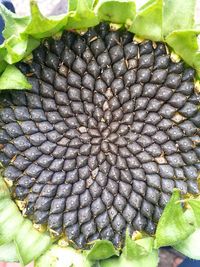 Close-up of fresh green plant