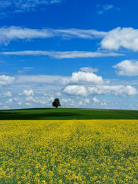 Scenic view of oilseed rape field against sky