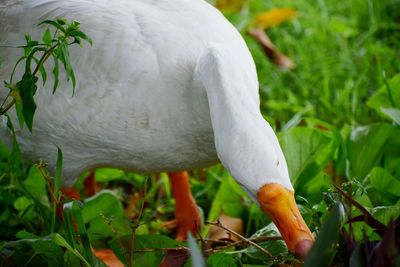 Close-up of white bird on grass