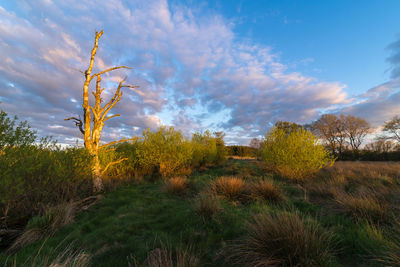 Bare trees on landscape against sky