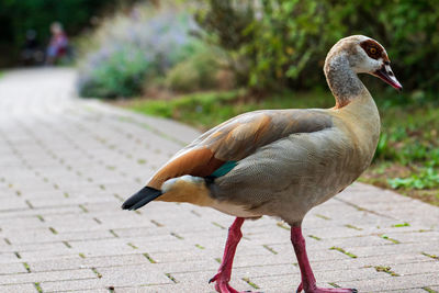 Close-up of duck on footpath