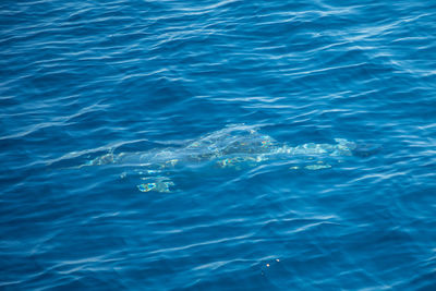 High angle view of swimming in sea