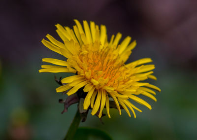 Close-up of yellow flower