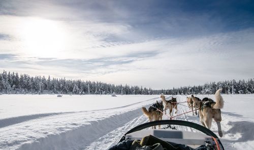 Dog riding horse on snow field against sky