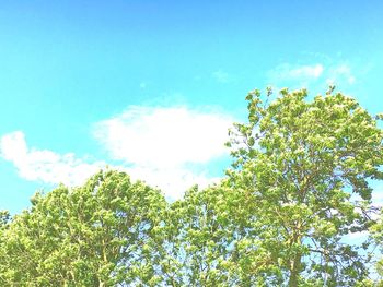 Low angle view of flower tree against blue sky