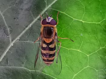 High angle view of insect on leaf