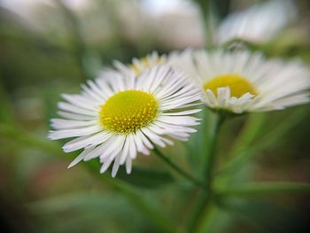 Close-up of white daisy