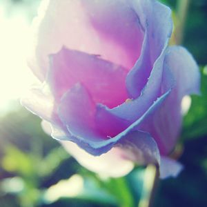 Close-up of flower blooming outdoors