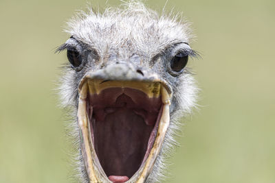 Portrait of a ostrich with a open mouth. close up