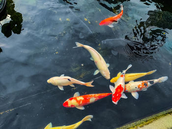 High angle view of koi carps swimming in lake