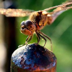 Close-up of insect on leaf