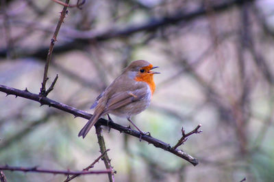 Close-up of bird perching on branch