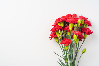 Close-up of red flowers in vase against white background