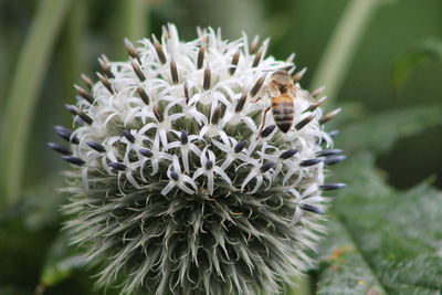 Close-up of bee on flower