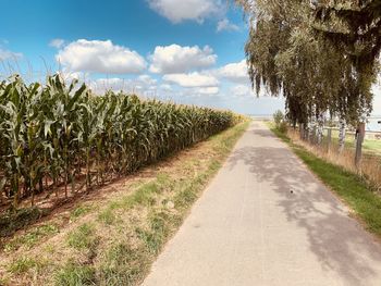 Road amidst agricultural field against sky