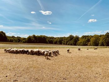 Flock of sheep on field against sky